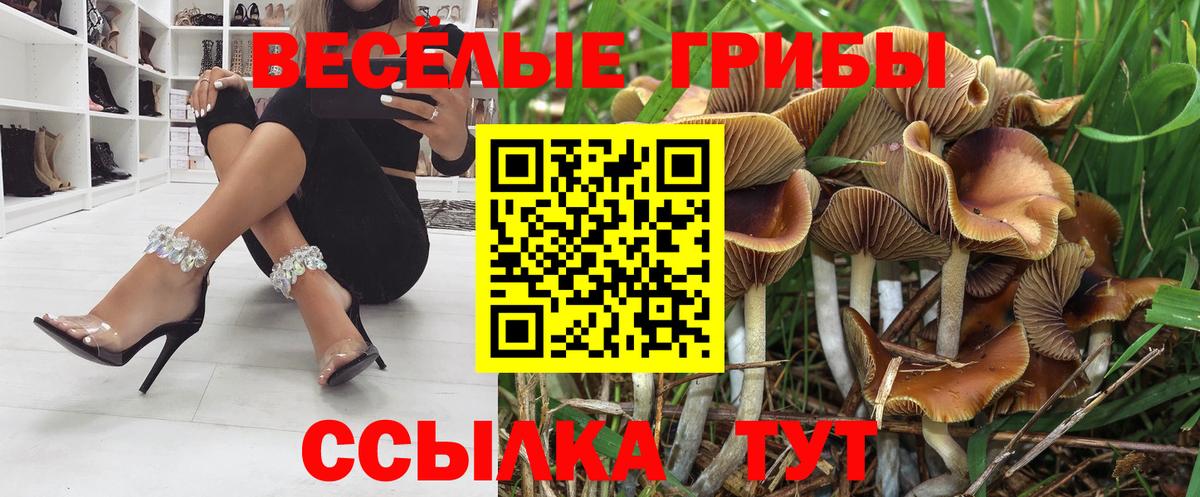 Псилоцибиновые грибы Cubensis Калининград